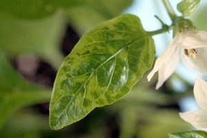 Белые пятна на листьях перца