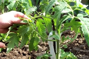 Как проводить обрезку помидоров в открытом грунте?