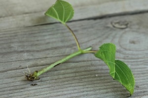 Как размножить садовую гортензию?