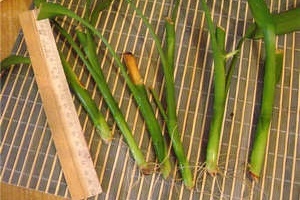 Как вырастить бамбук из отростка?