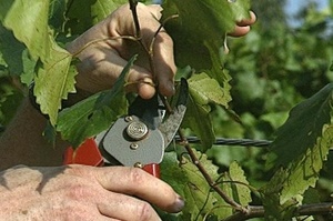 Можно ли обрезать виноград летом?
