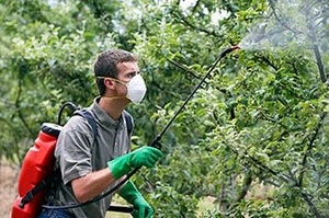 Опрыскивание плодовых деревьев после цветения от вредителей
