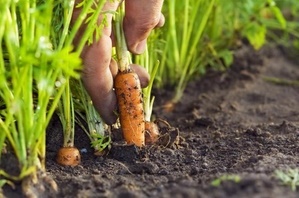 Выращивание моркови в открытом грунте в Подмосковье