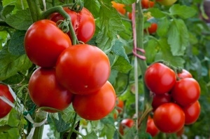 Какие сорта помидор самые урожайные для открытого грунта?