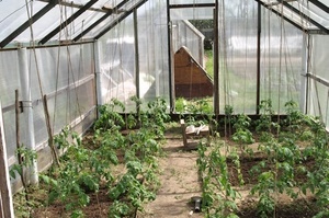 Благоприятные дни в мае 2017 для посадки томатов в теплицу