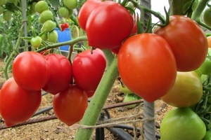 Самые урожайные сорта томатов для теплицы в Подмосковье