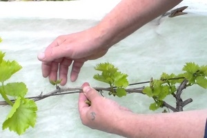 Когда прищипывать виноград, чтобы созрела лоза?