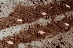 Оптимальная температура почвы для посадки картофеля весной