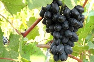 Виноград Кодрянка: описание сорта