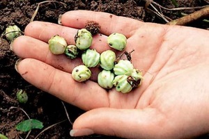 Когда и как собирать семена настурции?