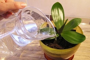 Как часто поливать орхидею в домашних условиях?