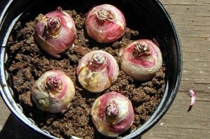 Как хранить луковицы гиацинтов?