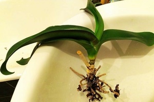 Как спасти орхидею, если корни сгнили?