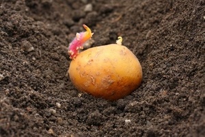 Благоприятные дни в апреле 2018 года для посадки картофеля