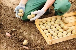 Благоприятные дни в мае 2018 года для посадки картофеля