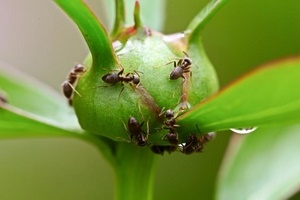 Чем обработать пионы от муравьев?
