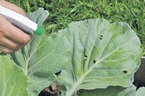 Как бороться с различными вредителями белокочанной капусты?
