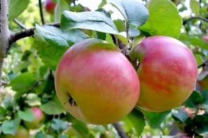 Лучшие сорта яблонь для Подмосковья