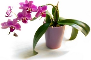 Можно ли дарить орхидеи в горшке на день рождения?