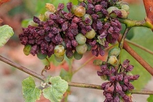 Сохнут ягоды винограда, что делать?