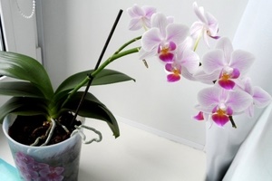 Вянут листья у орхидеи фаленопсис