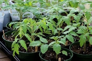 Чем удобрять рассаду томатов для утолщения стебля?