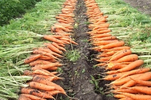 После чего сажать морковь в открытый грунт?