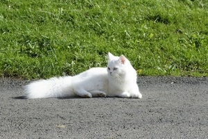 Белая кошка перебежала дорогу, что это значит?
