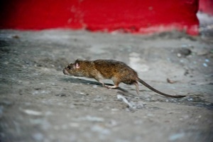 Примета "увидеть крысу на улице"