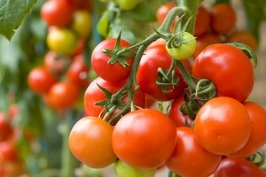 Что нужно сделать, чтобы помидоры быстрее краснели в теплице?