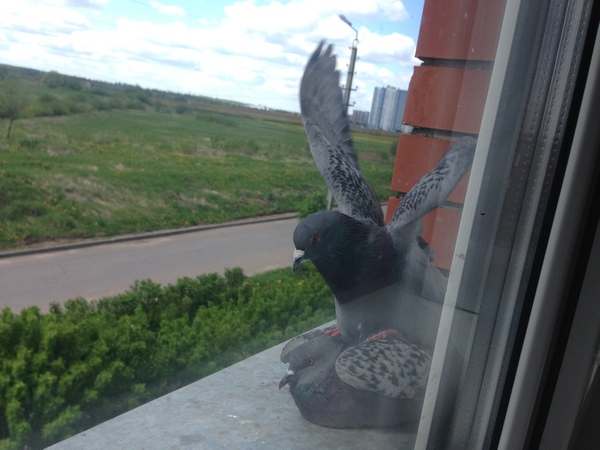 К чему птица заглядывает в окно?