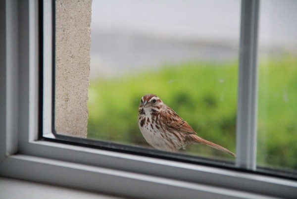 К чему птица заглядывает в окно?