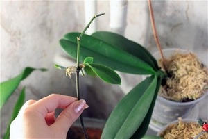 Как отсадить отросток орхидеи от стебля?