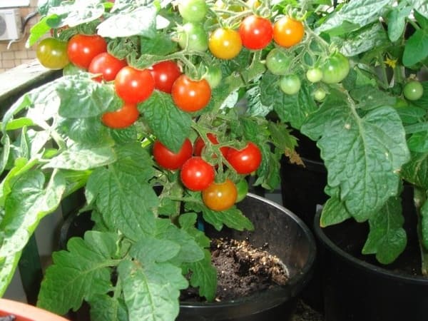 Какие сорта помидоров лучше сажать на балконе?