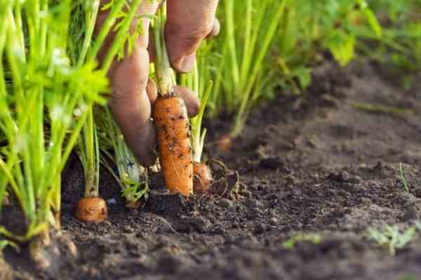Морковь плохо растет, что делать?