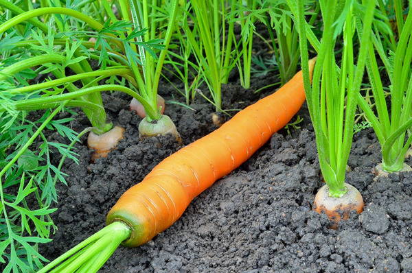 Морковь плохо растет, что делать?