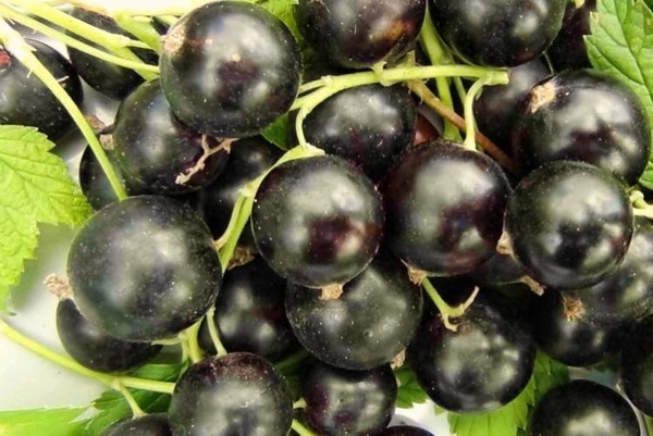 Лучшие сорта черной смородины с крупными ягодами
