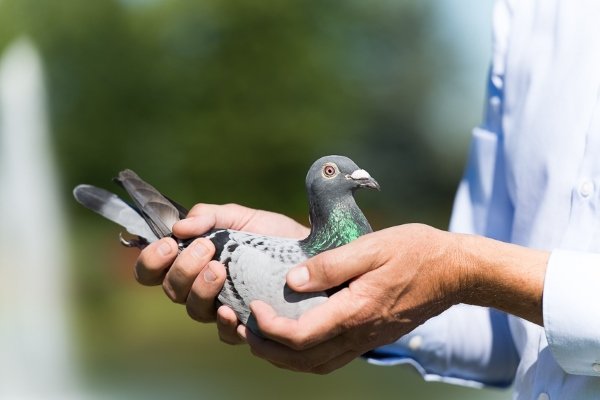 Чем можно заразиться от голубей?