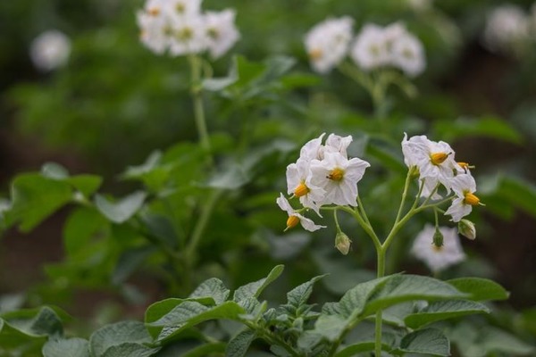 Как поливать картофель для хорошего урожая: цветение и полив