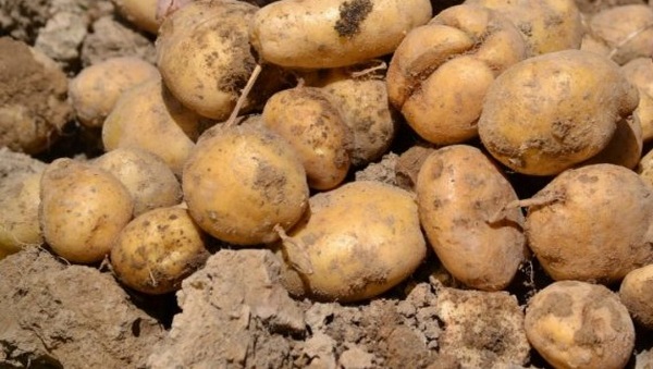 Картошка трескается в земле, возможные причины