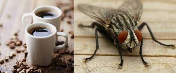 Примета "муха попала в кофе"
