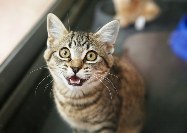 Смотреть кошке в глаза: почему нельзя и чем это грозит