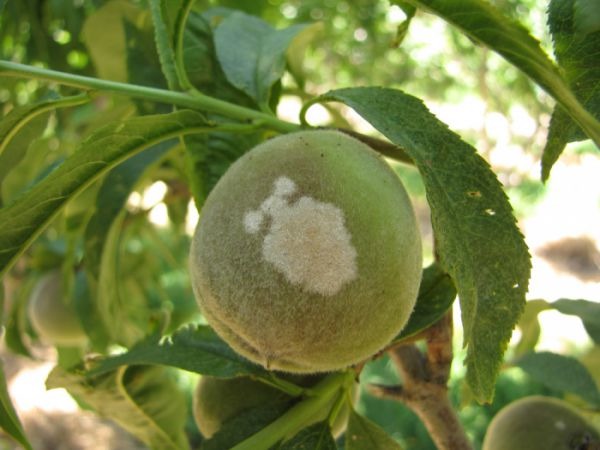 Болезни и вредители персика: меры борьбы с ними и профилактика