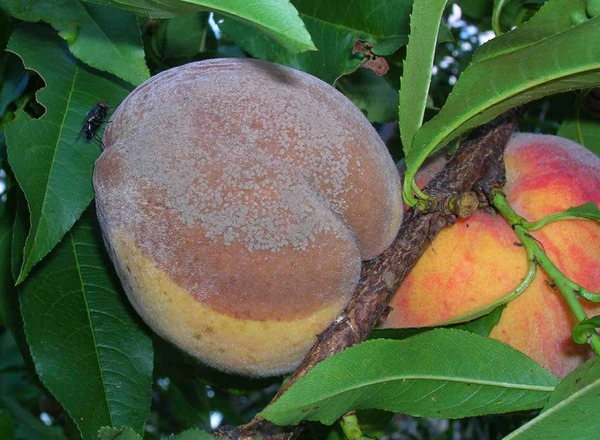 Болезни и вредители персика: меры борьбы с ними и профилактика