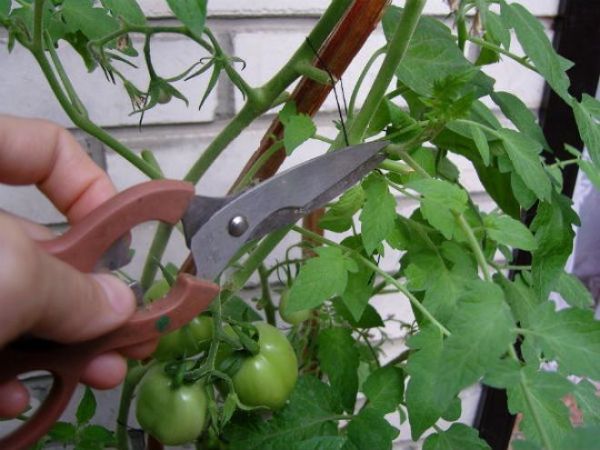 Почему у помидор скручиваются листья лодочкой?