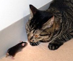 Избавляемся от крыс и мышей