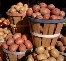 Как добиться большого урожая картофеля?