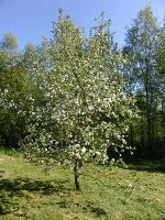 Что нужно знать при посадке яблони?