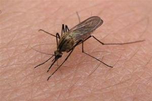 Как снять зуд от укуса комара?