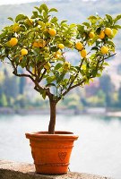 Как поливать лимон?